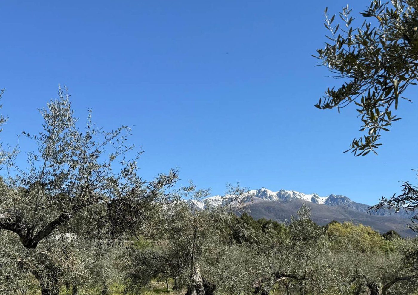 La Oliva